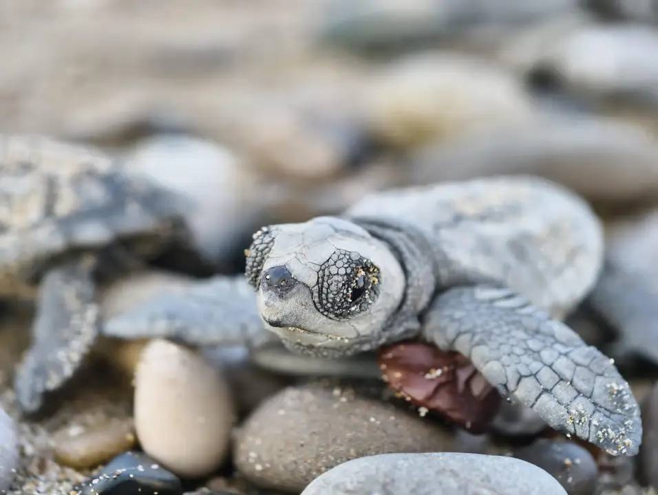 Antalya Sahillerinde 232 Bin Yavru Denizle Buluştu 2